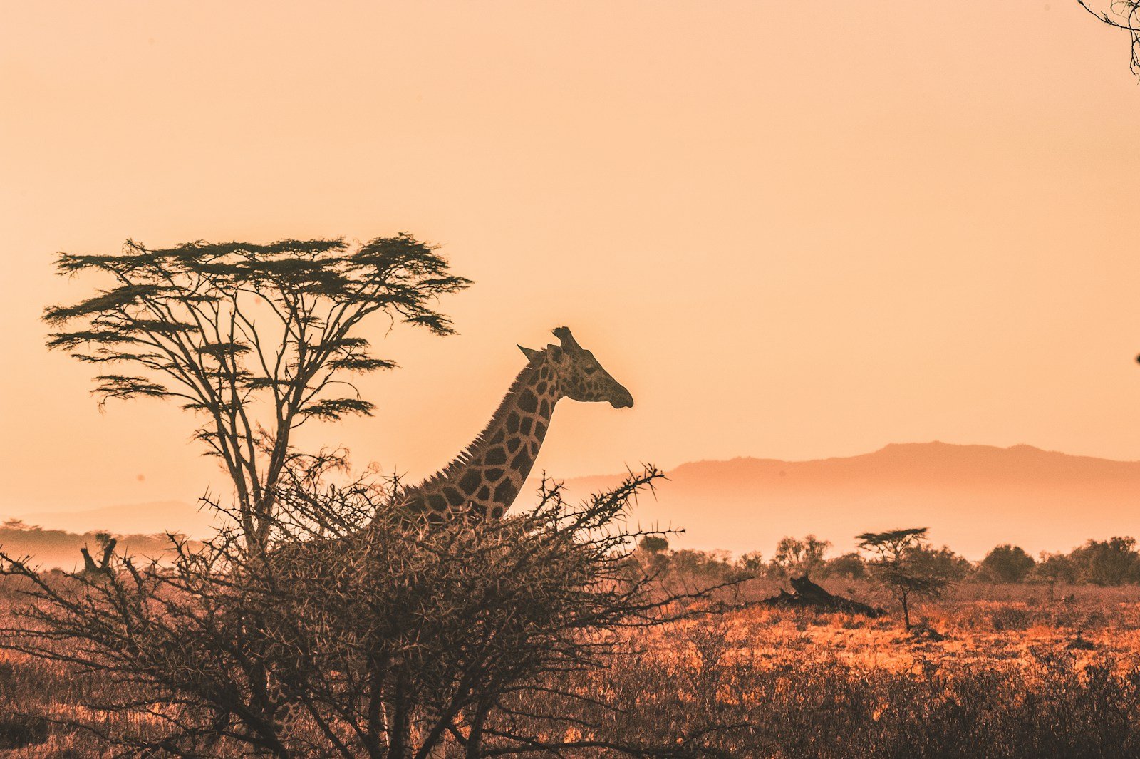 Africa Tour Travel Guide black and white giraffe on brown grass field