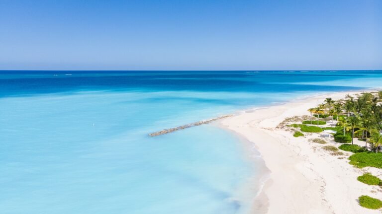 an aerial view of a beach with palm trees