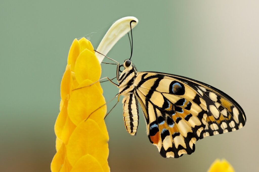 St Maarten Travel Guide 8 st maarten travel guide butterfly perched on flower at daytime