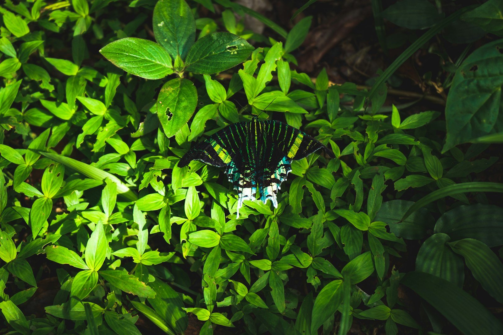 French Guiana travel guide, black and white butterfly on green leaves