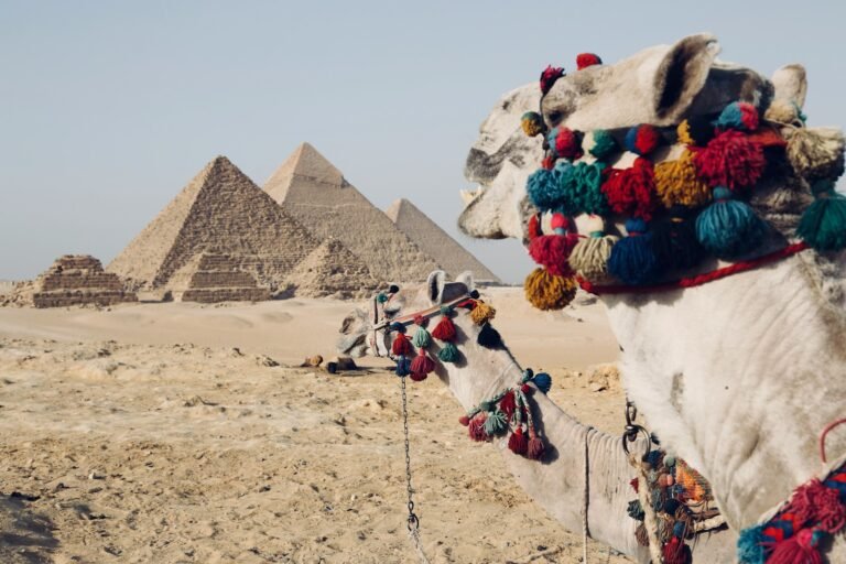 egypt travel guide camel walking on desert