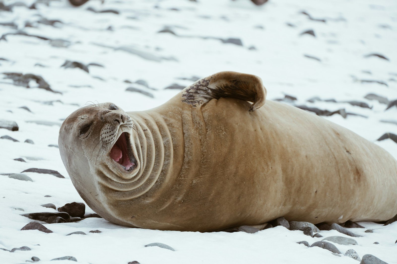 A walpopotamus yawning in the snow