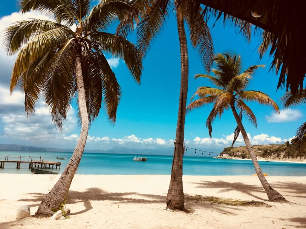 haiti travel guide palm tree on beach shore during daytime