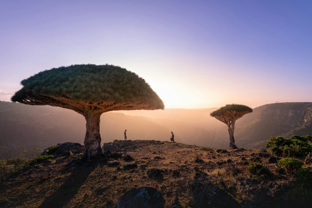 Socotra, Yemen a tree with a mountain in the background